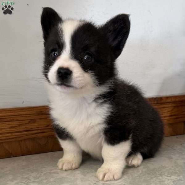 Joanie, Pembroke Welsh Corgi Puppy